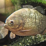 Piranha. פיראניה